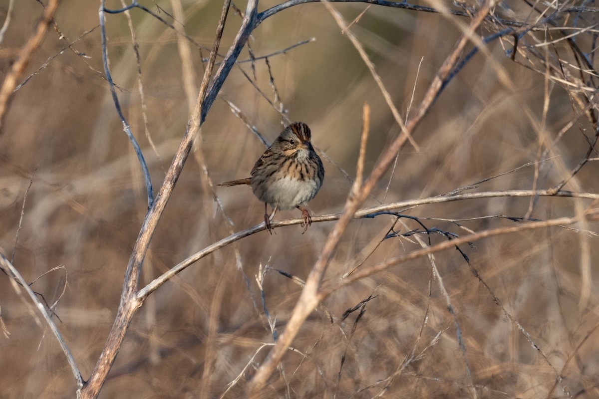 Lincoln's Sparrow - ML611581996