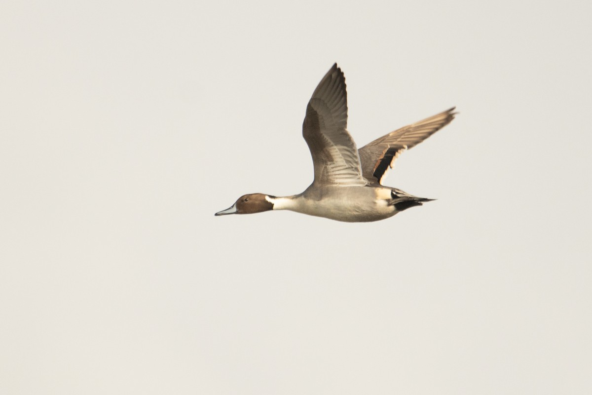 Northern Pintail - ML611582147