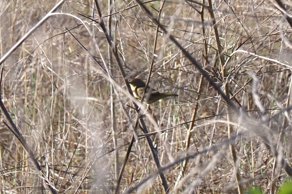 Common Yellowthroat - Uma Sachdeva