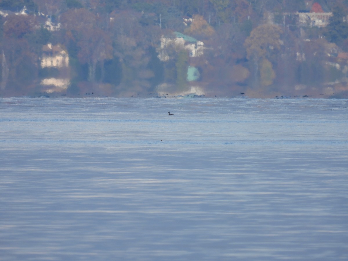 Velvet Scoter - Dieter Ebert