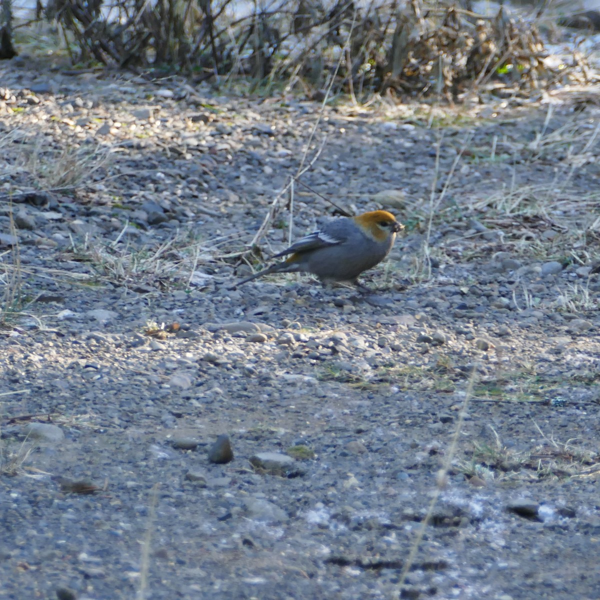 Pine Grosbeak - ML611582358