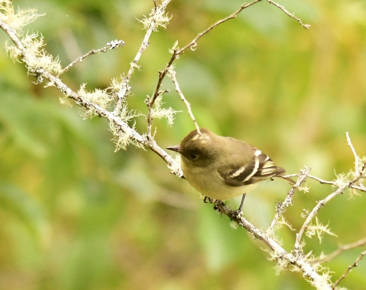 White-crested Elaenia - ML611582367