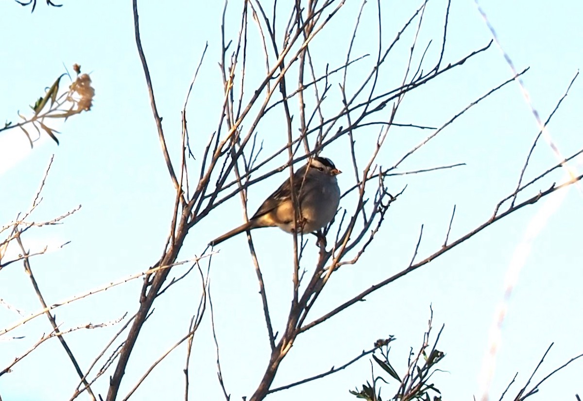 White-crowned Sparrow - ML611582429