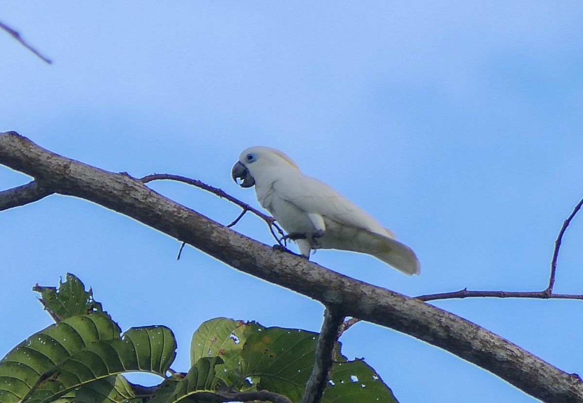 Cacatoès aux yeux bleus - ML611582473