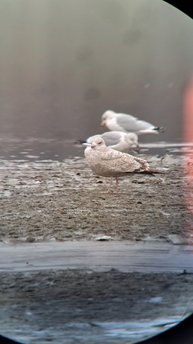 gull sp. - Gary Cowell