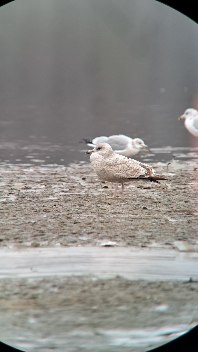 goéland ou mouette sp. - ML611582487