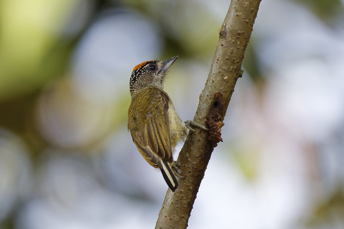 Fine-barred Piculet - ML611582502