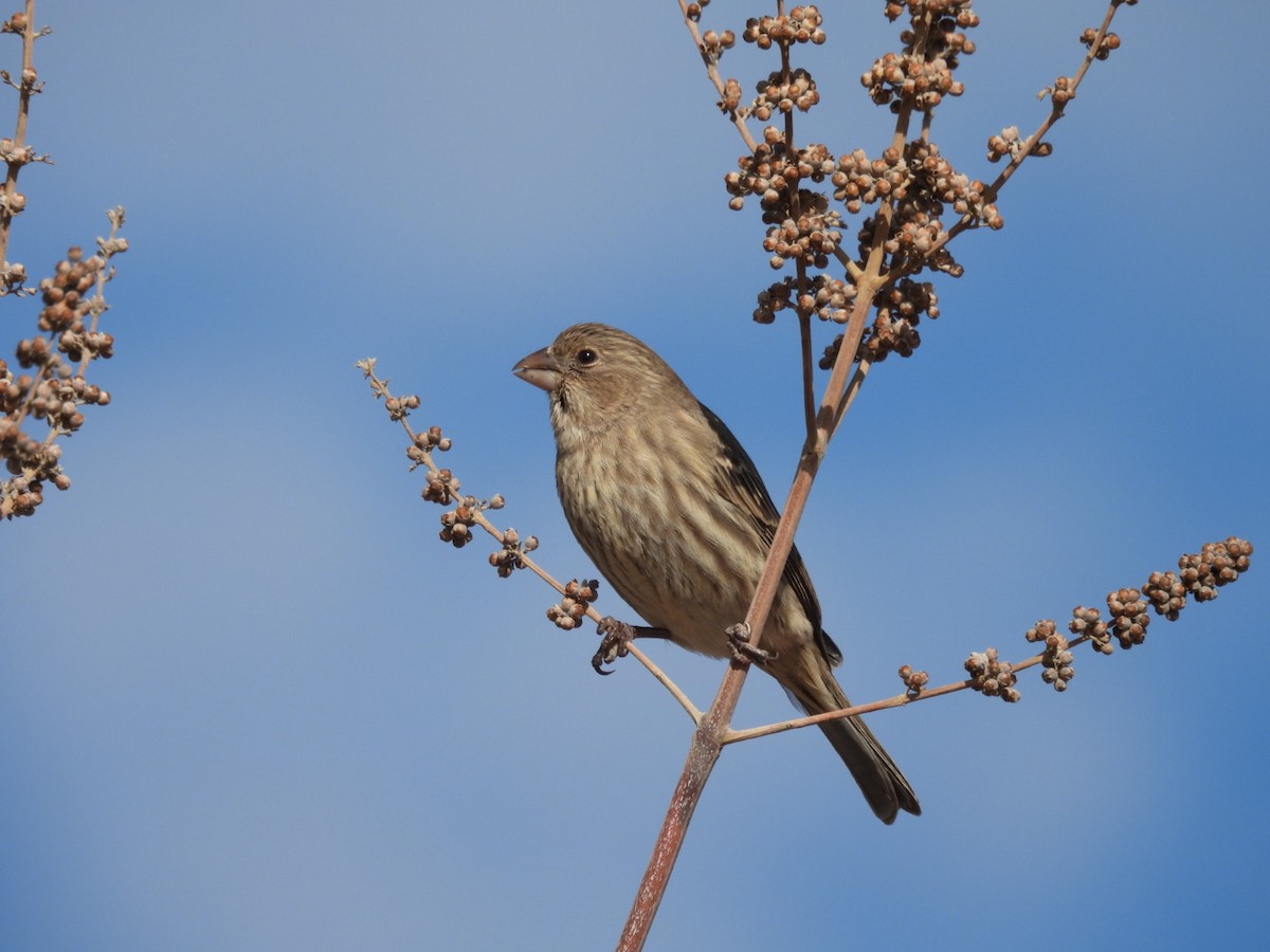 House Finch - ML611582534