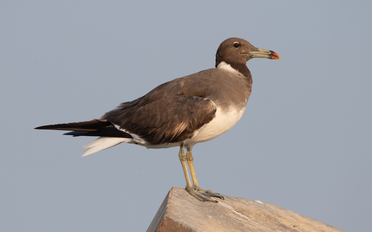 Sooty Gull - ML611582566