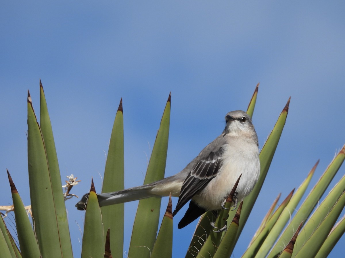 Northern Mockingbird - ML611582569