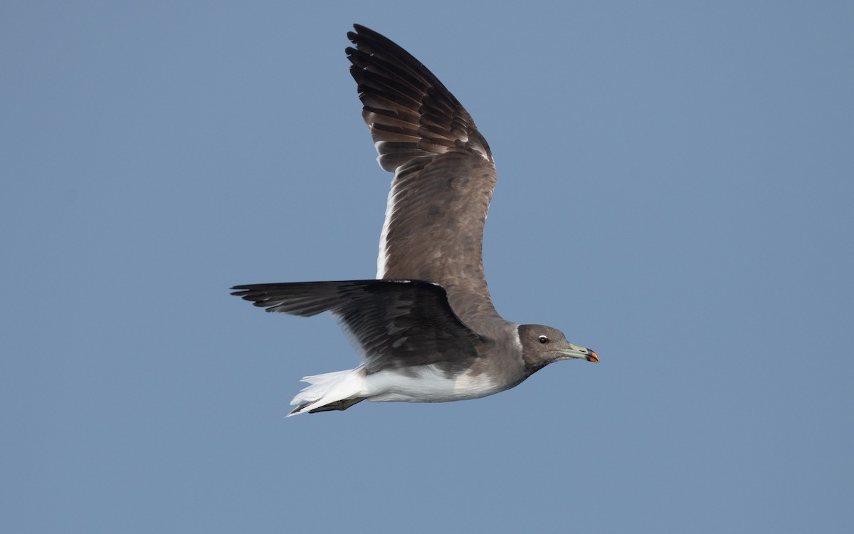 Sooty Gull - ML611582603