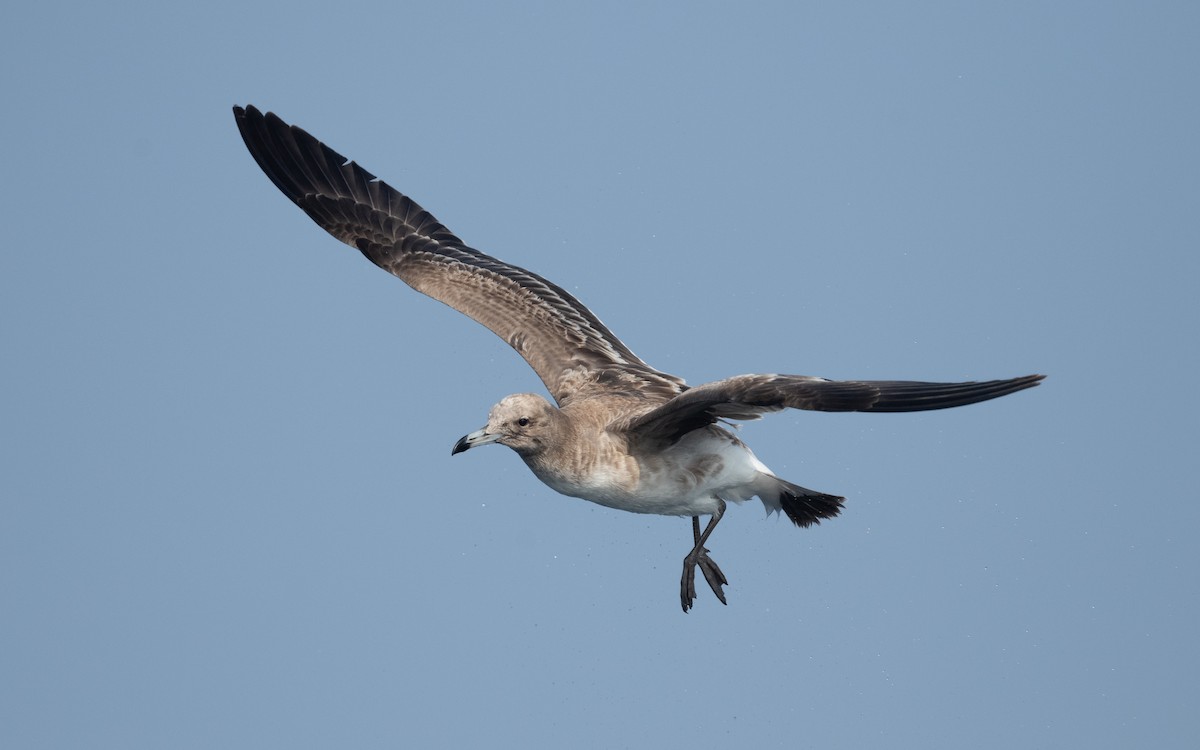 Sooty Gull - ML611582610