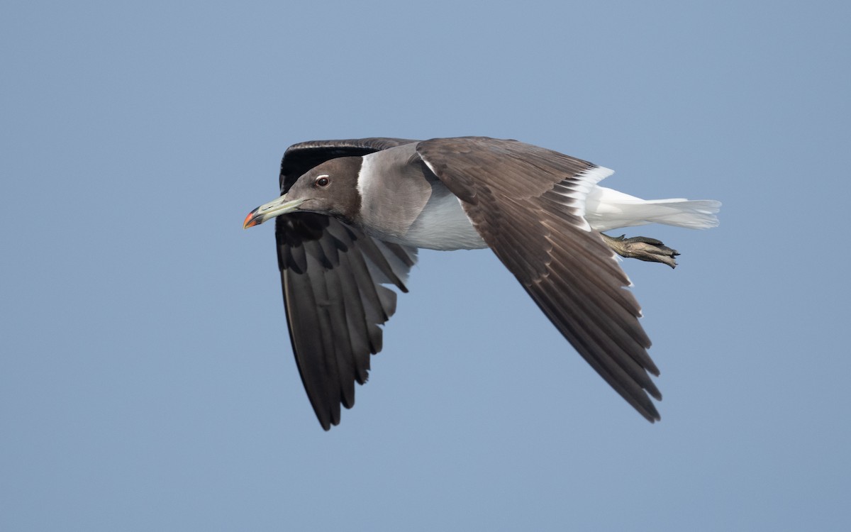 Sooty Gull - ML611582622