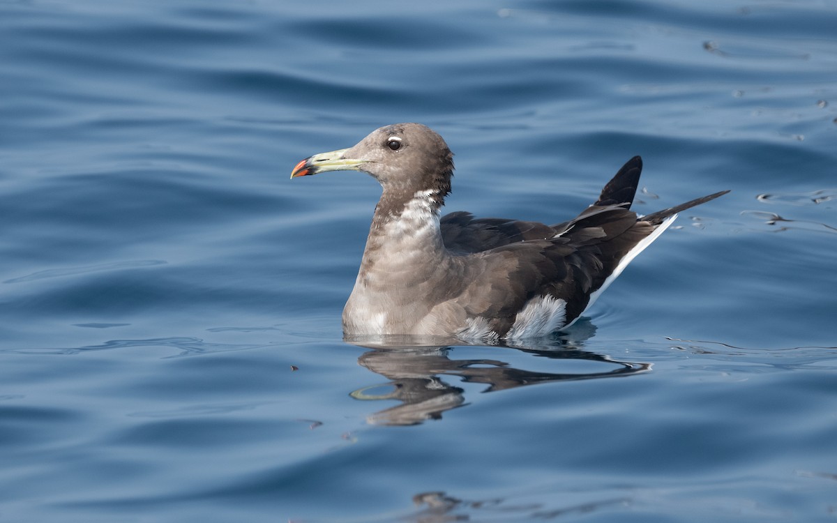 Sooty Gull - ML611582651