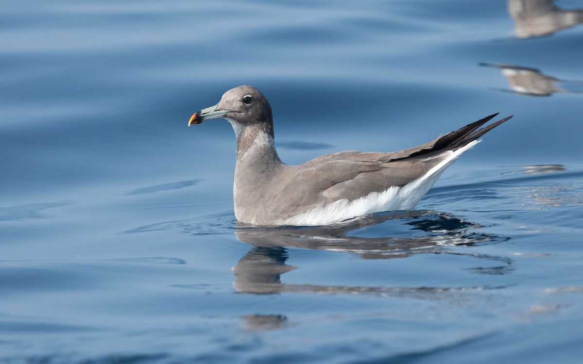 Sooty Gull - ML611582679