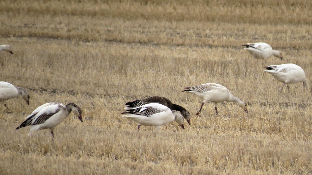 Snow Goose - ML611582680