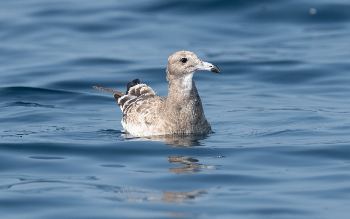 Sooty Gull - ML611582710