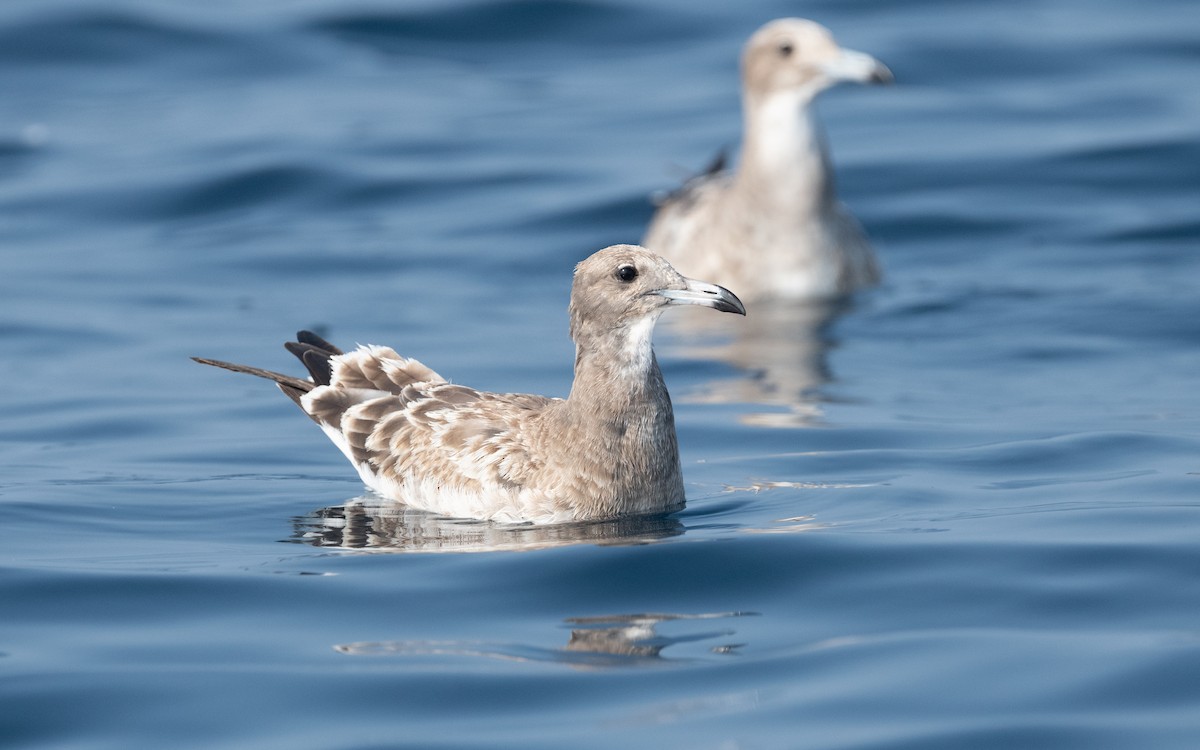 Sooty Gull - ML611582744