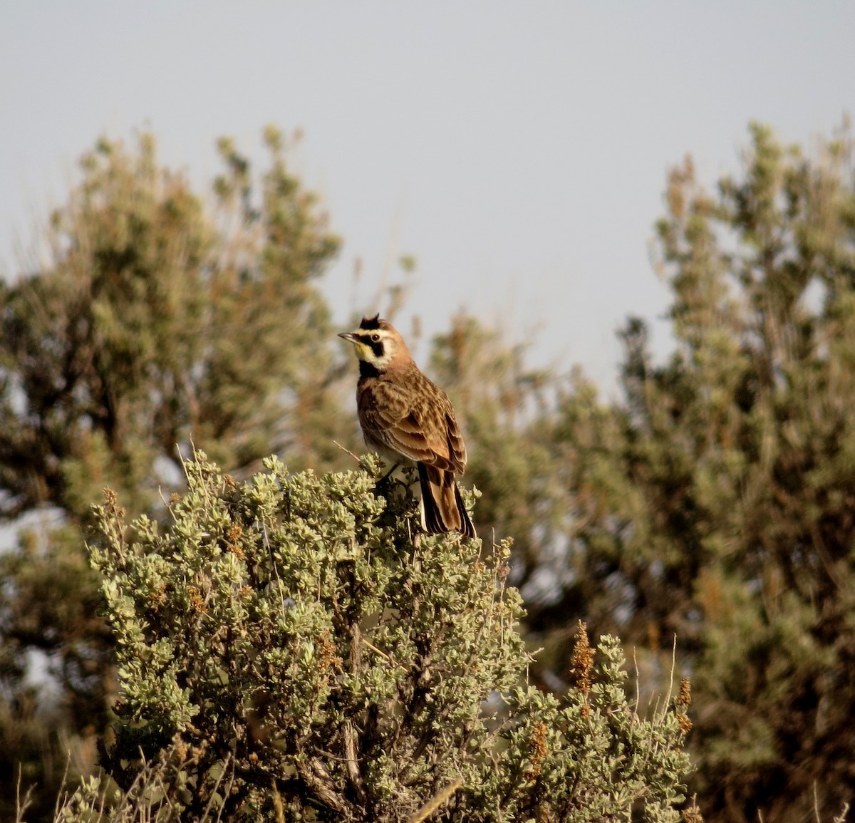 Horned Lark - Steve Butterworth