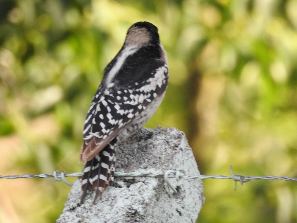 White-fronted Woodpecker - ML611582769