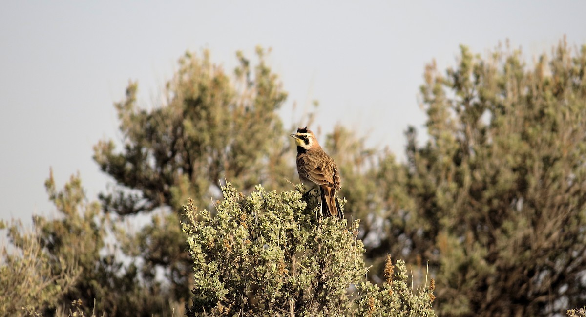 Horned Lark - ML611582773