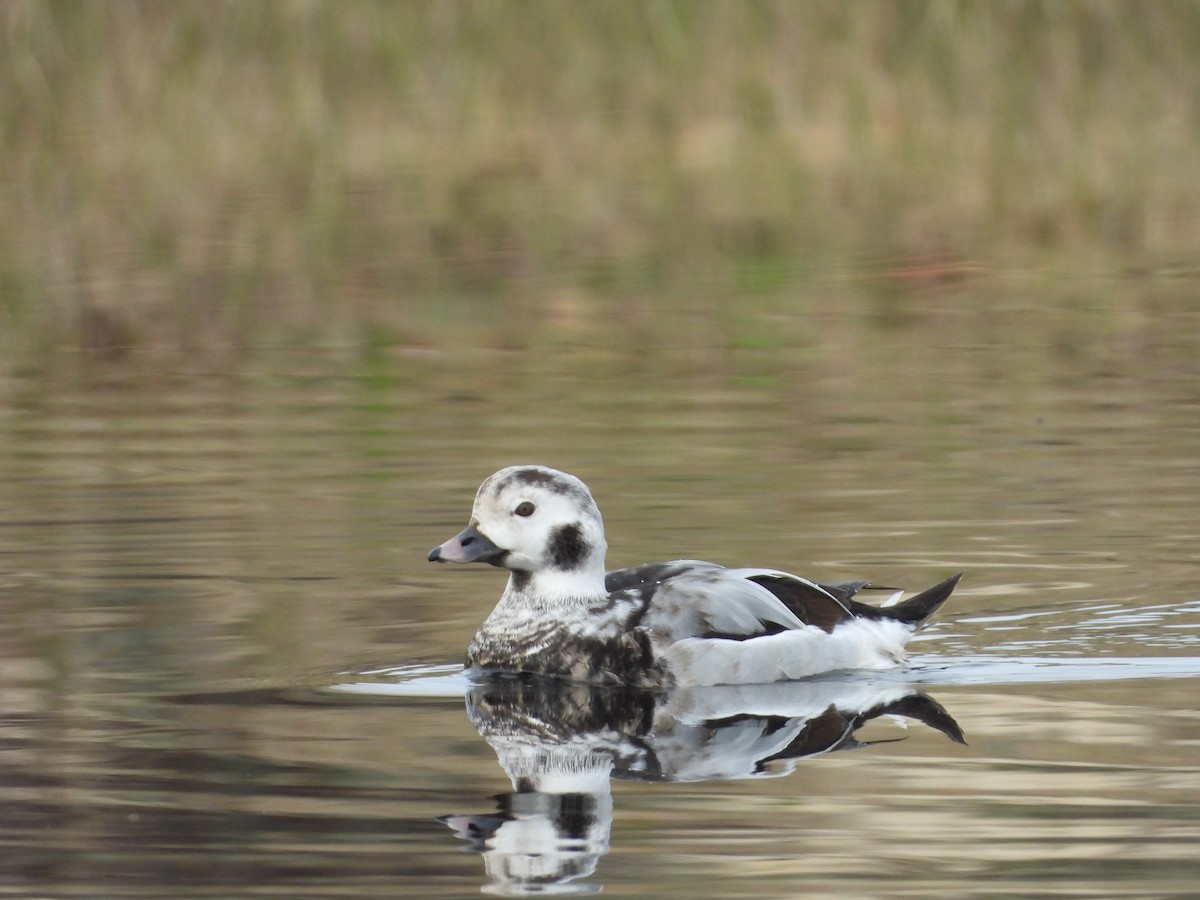 Long-tailed Duck - Roberto Figueiras Nodar