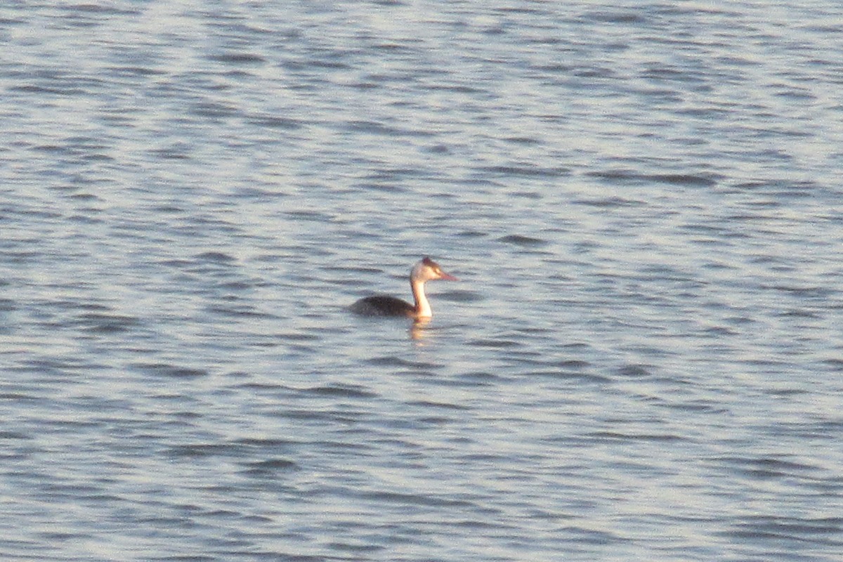 Great Crested Grebe - ML611582912