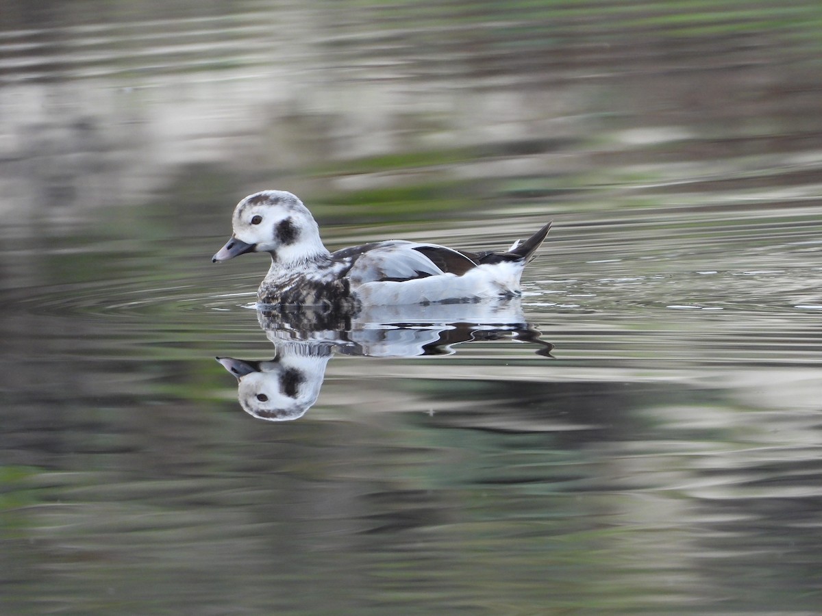 Long-tailed Duck - ML611582914