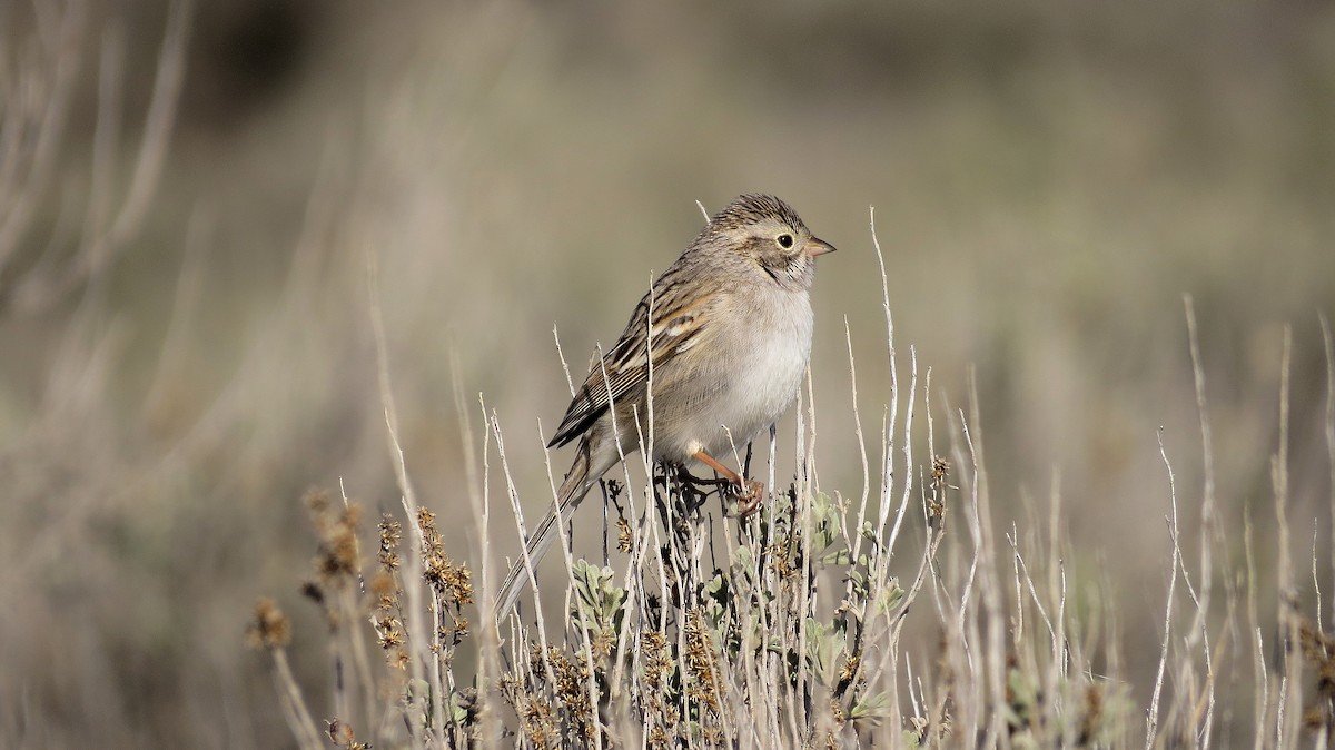 Brewer's Sparrow - ML611582921