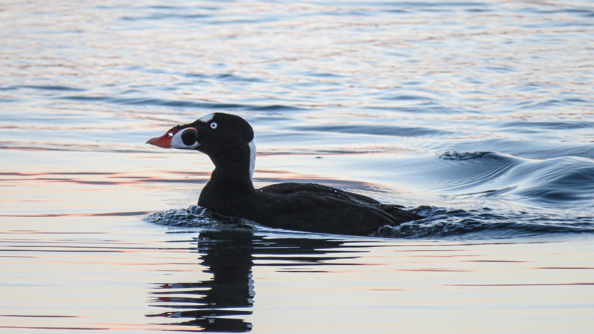 Surf Scoter - Andres J.S. Carrasco