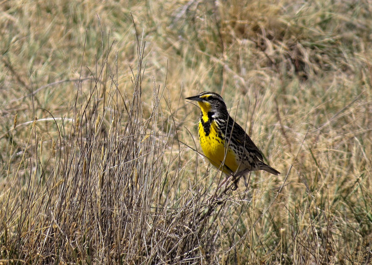 Western Meadowlark - ML611582958