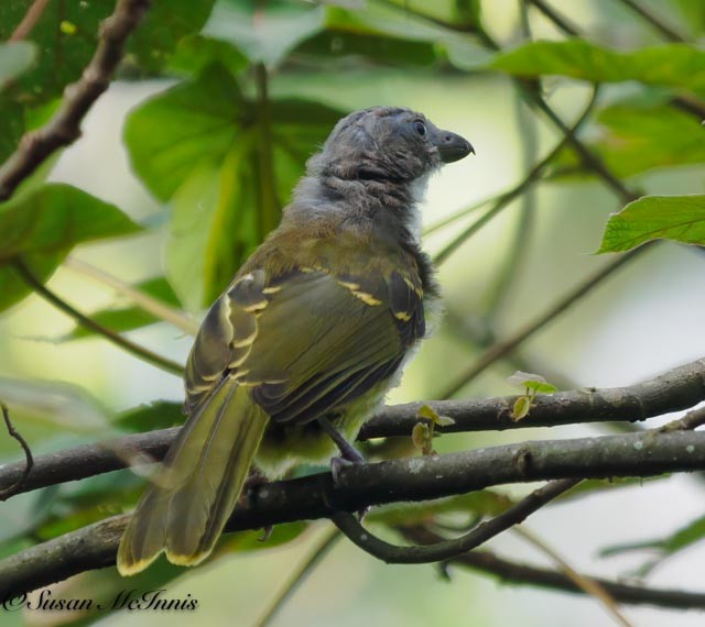 Lagden's Bushshrike - ML611583018