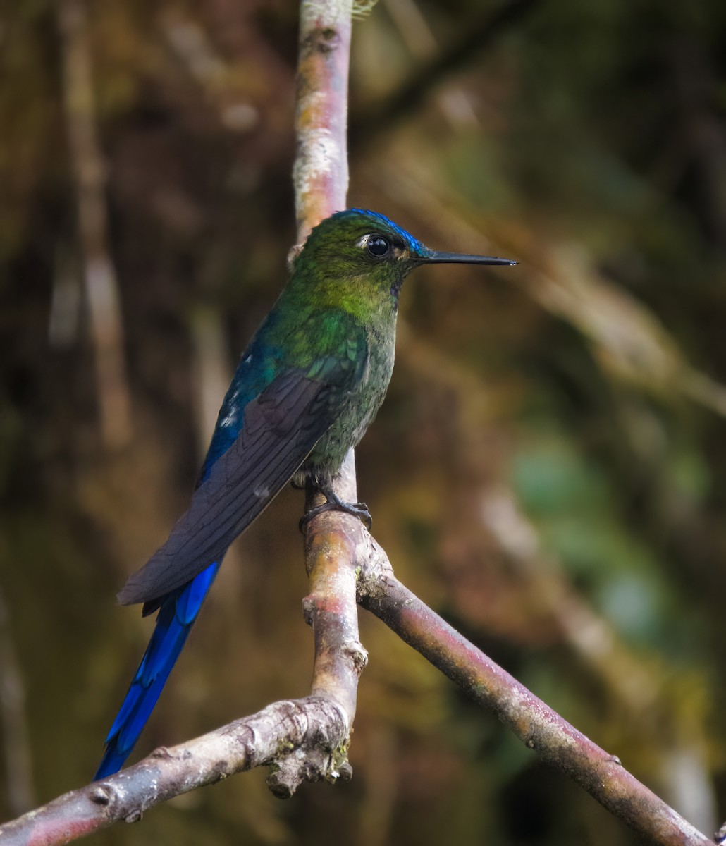 Violet-tailed Sylph - ML611583029