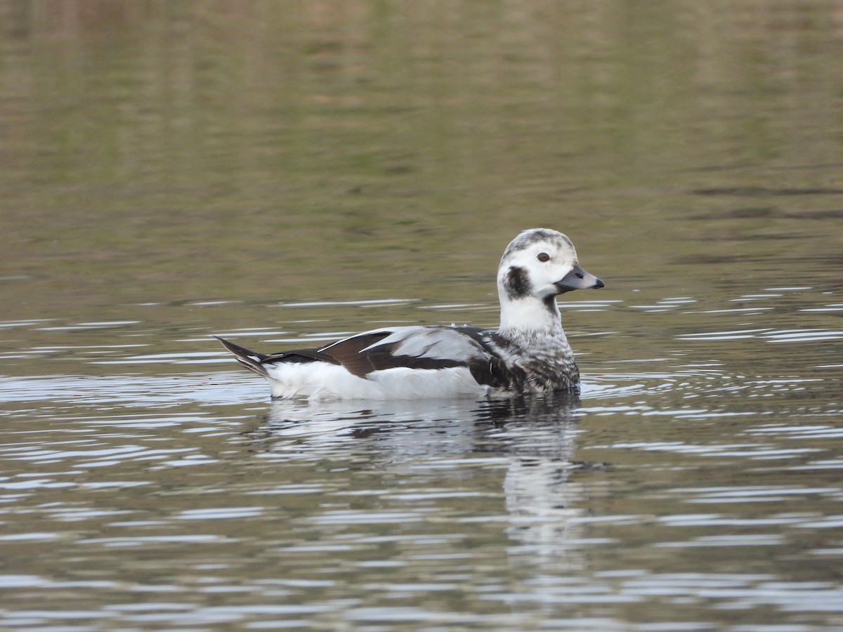 Long-tailed Duck - Roberto Figueiras Nodar