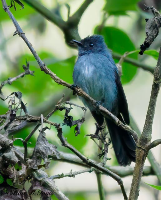 White-bellied Crested Flycatcher - ML611583056