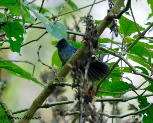 White-bellied Crested Flycatcher - ML611583077