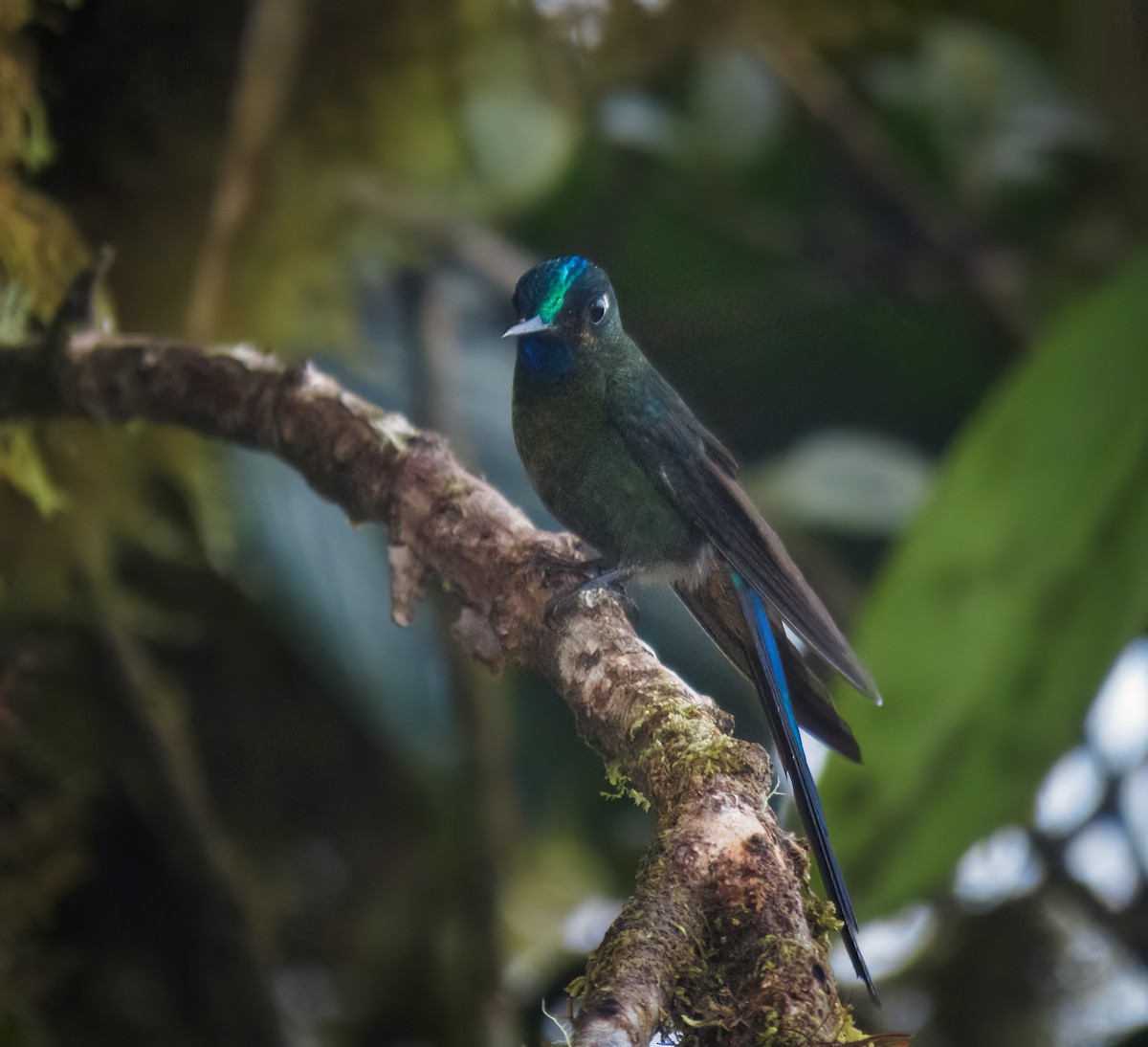 Violet-tailed Sylph - ML611583078