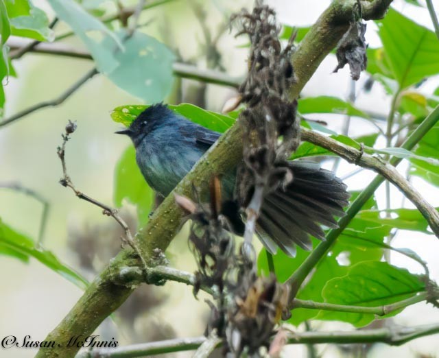 White-bellied Crested Flycatcher - ML611583089