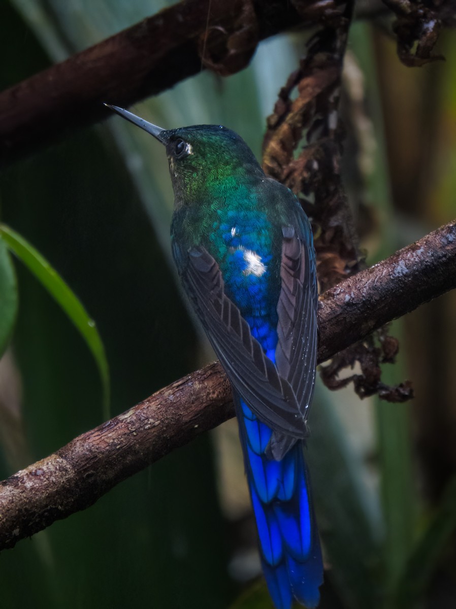 Violet-tailed Sylph - ML611583093