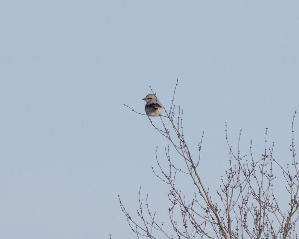 Northern Shrike - ML611583201