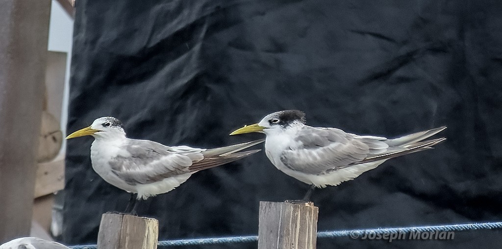 Great Crested Tern - ML611583222