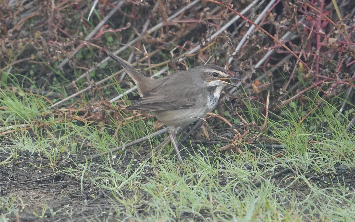 Bluethroat - ML611583224