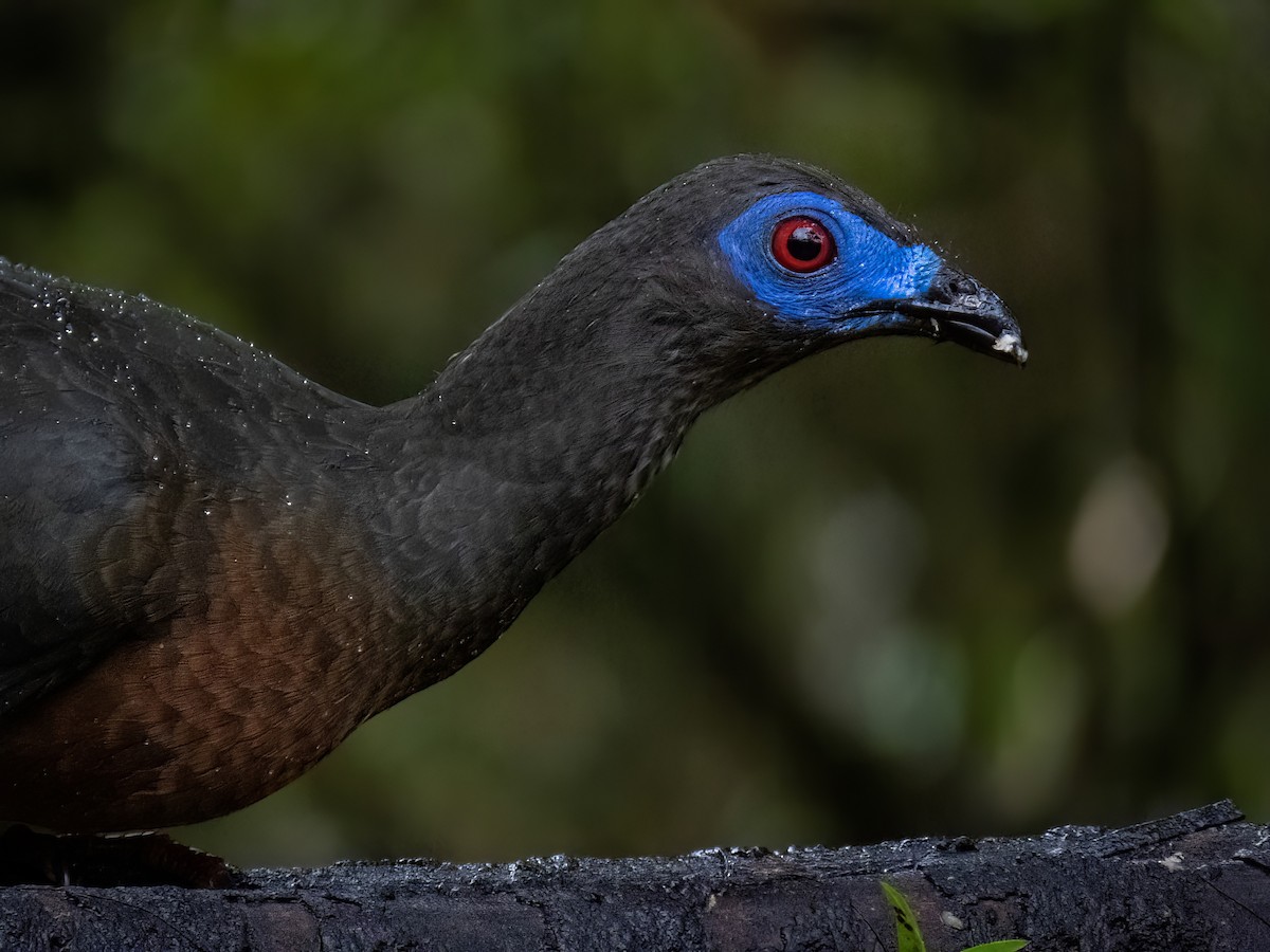 Sickle-winged Guan - ML611583260