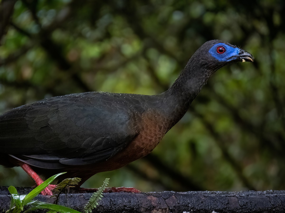 Sickle-winged Guan - ML611583264