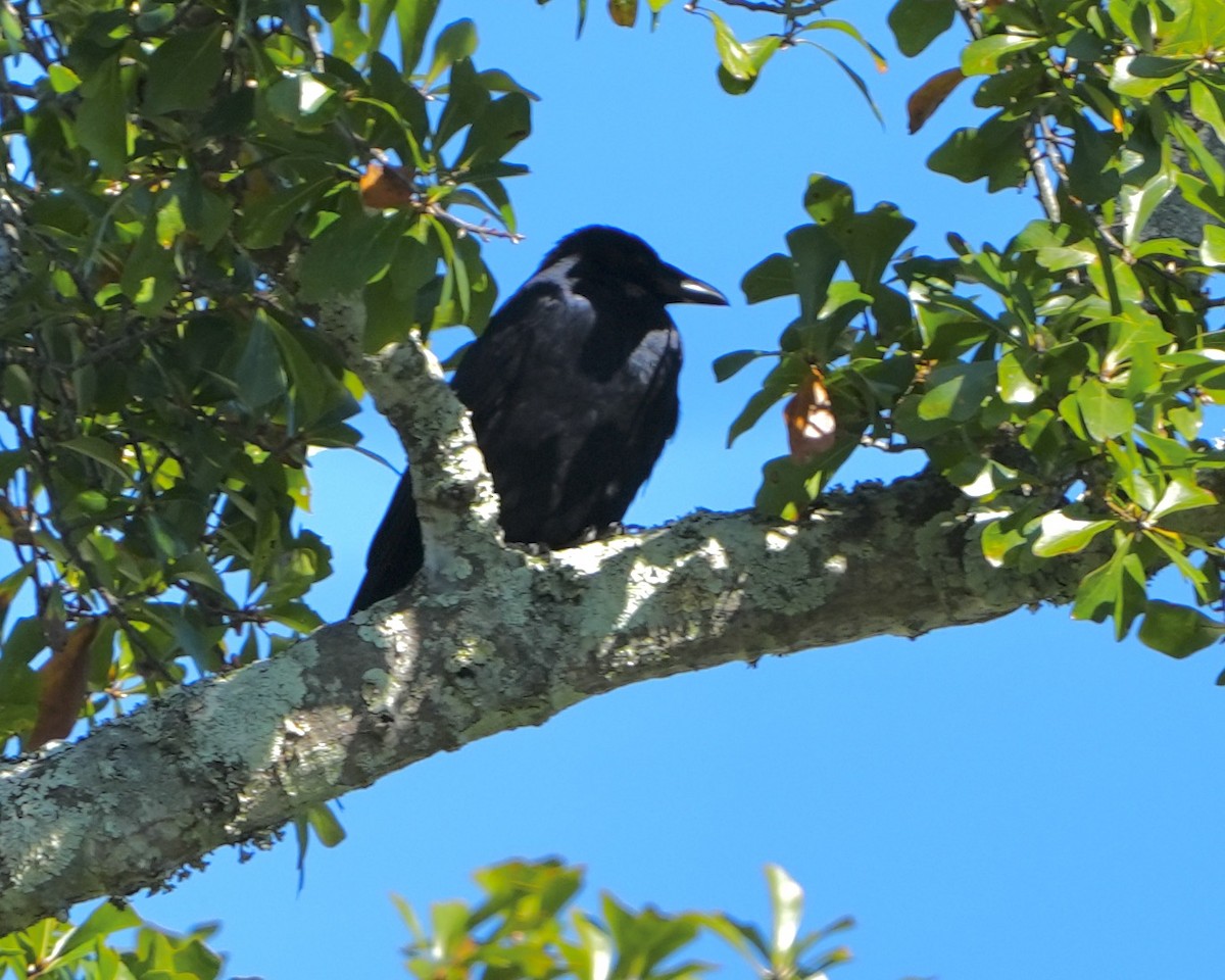 Fish Crow - Gloria Markiewicz