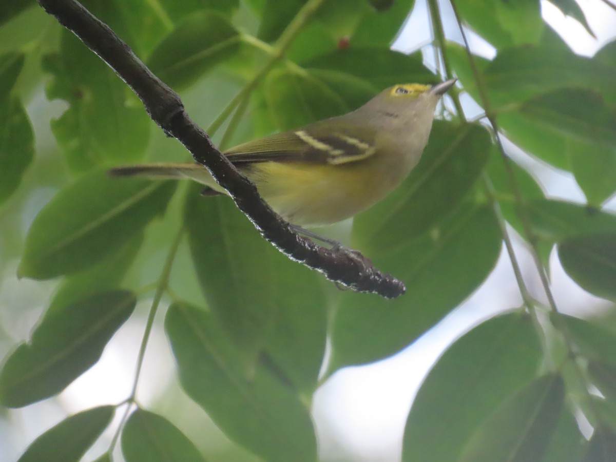 White-eyed Vireo - ML611583291