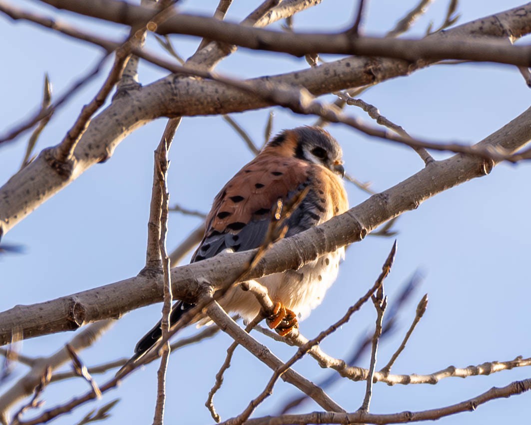 American Kestrel - ML611583473