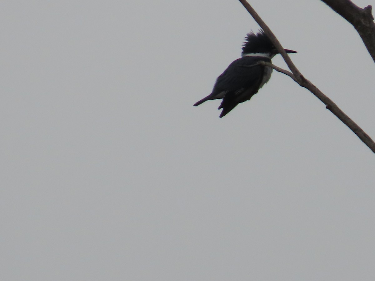 Belted Kingfisher - ML611583475