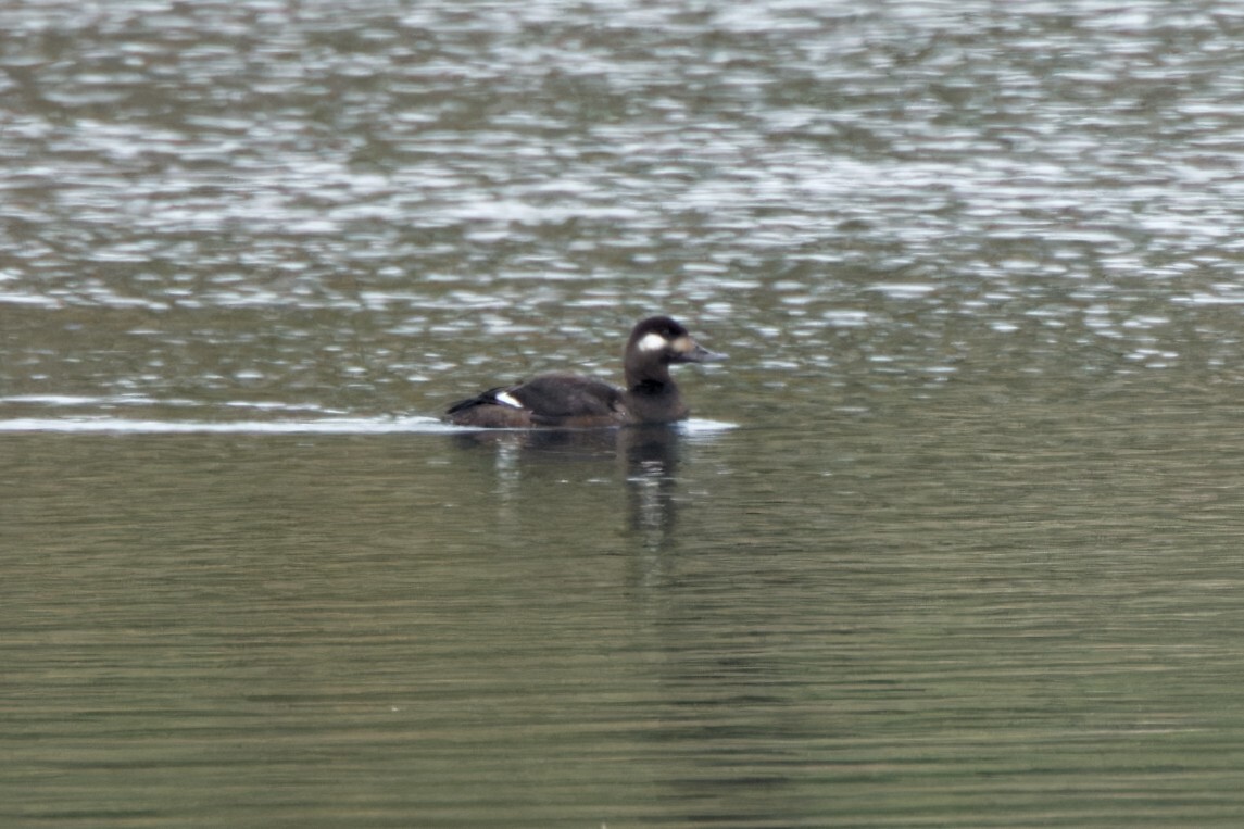 Velvet Scoter - Claudia Weber-Lenck