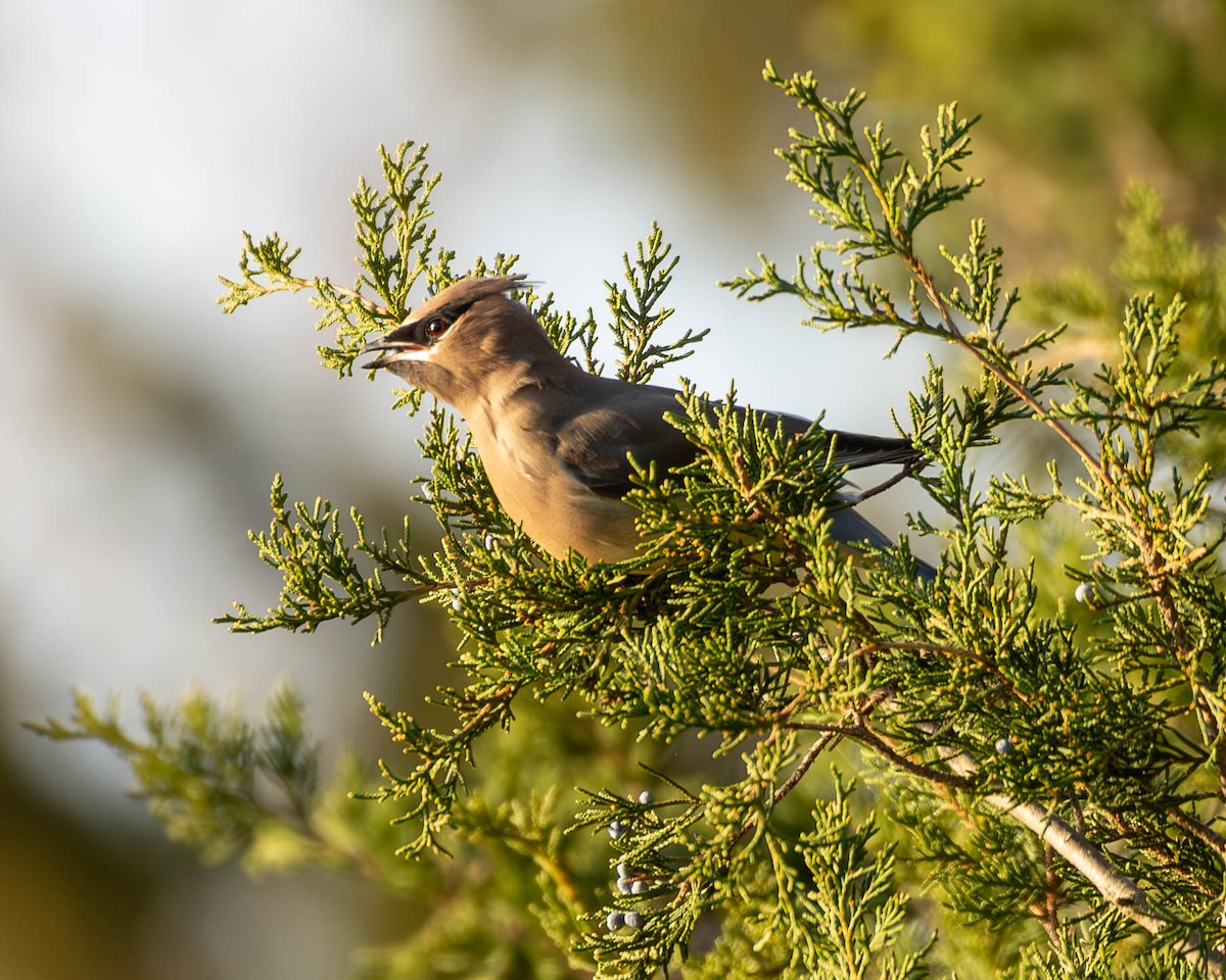 Cedar Waxwing - Andrew Nasuti